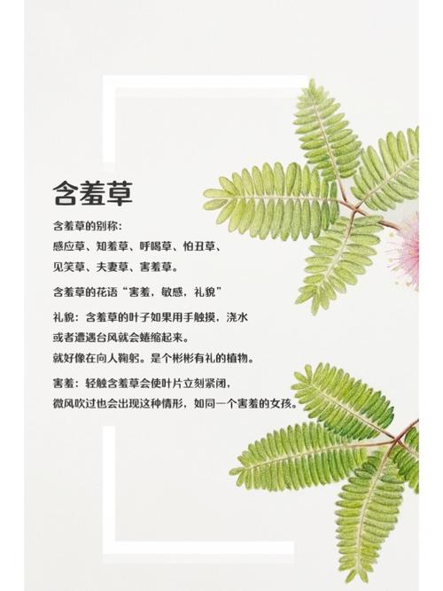 精品VA在线播放高清无卡顿，畅享流畅观影体验与热门影视剧集资源